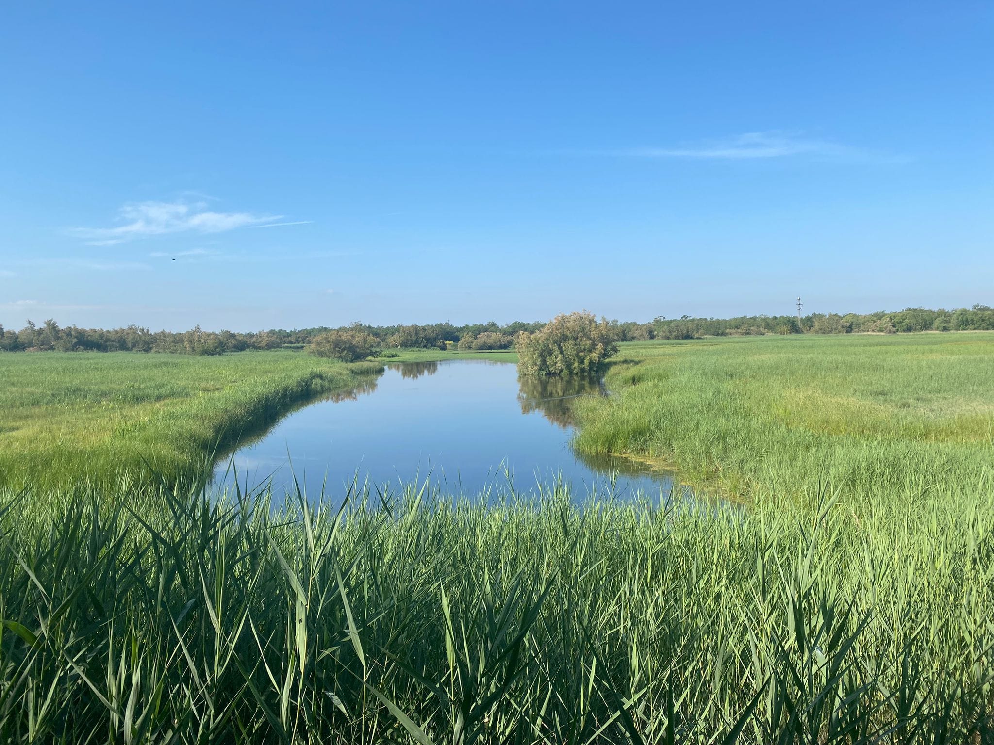 Descoberta dels Aiguamolls