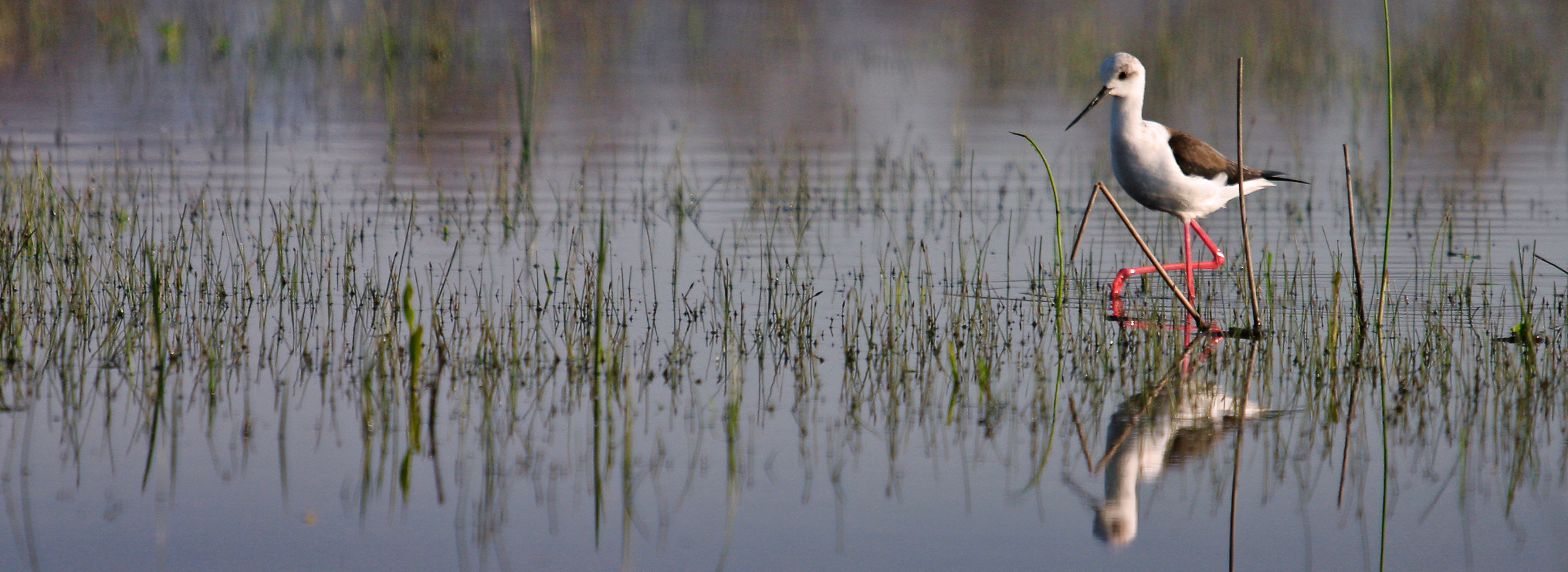 Desperta't amb els Aiguamolls